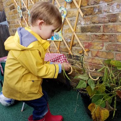 Hammersmith Willows Pre-School Book Day Harvesting Beans