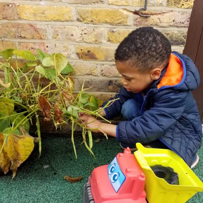 Hammersmith Willows Pre-School Book Day Harvesting Beans